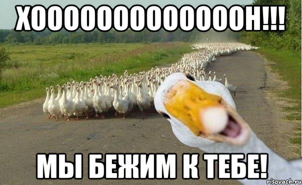 хооооооооооооон!!! мы бежим к тебе!, Мем гуси