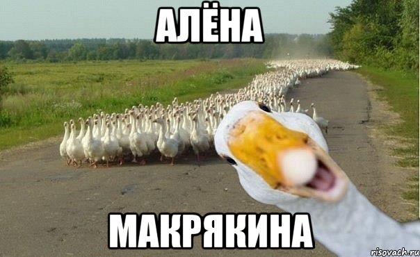 алёна макрякина, Мем гуси