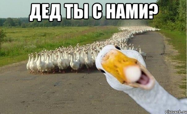 дед ты с нами? , Мем гуси