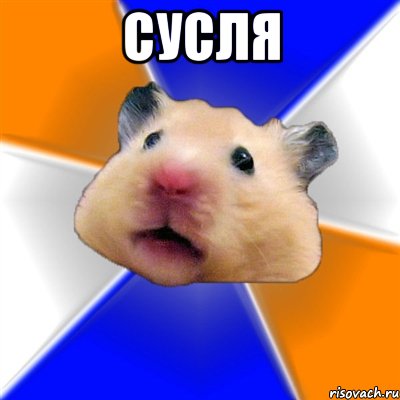 сусля , Мем Хомяк