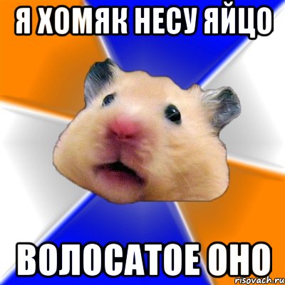 я хомяк несу яйцо волосатое оно, Мем Хомяк