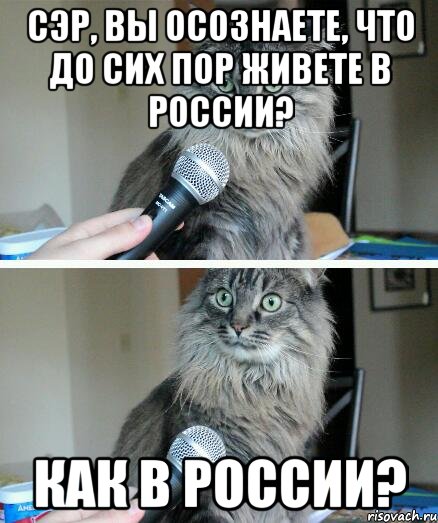 сэр, вы осознаете, что до сих пор живете в россии? как в россии?, Комикс  кот с микрофоном