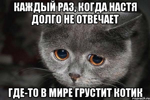 каждый раз, когда настя долго не отвечает где-то в мире грустит котик, Мем  Грустный кот