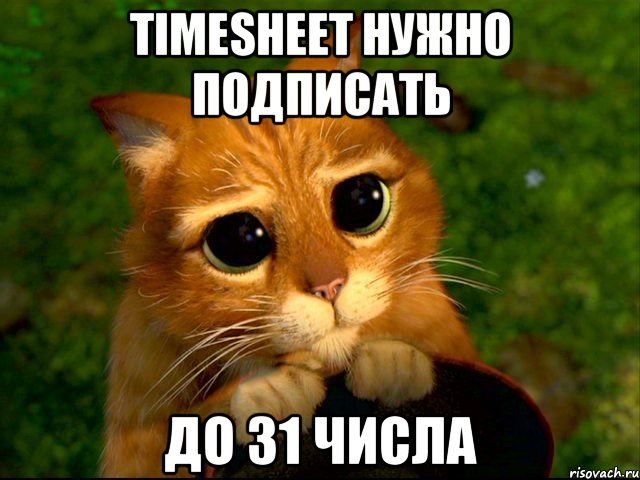 timesheet нужно подписать до 31 числа, Мем кот из шрека