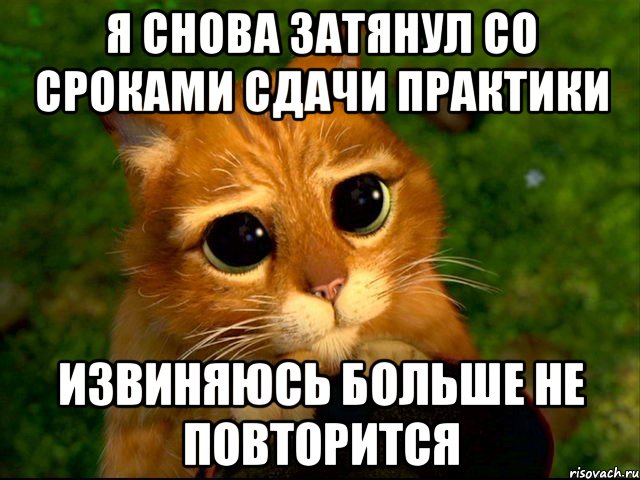 я снова затянул со сроками сдачи практики извиняюсь больше не повторится, Мем кот из шрека