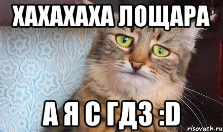 хахахаха лощара а я с гдз :d, Мем  кот печаль