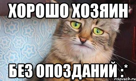 хорошо хозяин без опозданий :*, Мем  кот печаль