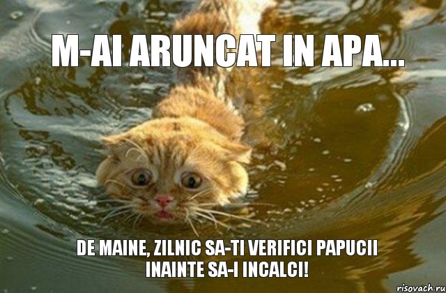 M-ai aruncat in apa... de maine, zilnic sa-ti verifici papucii inainte sa-i incalci!, Комикс Котэ плывет