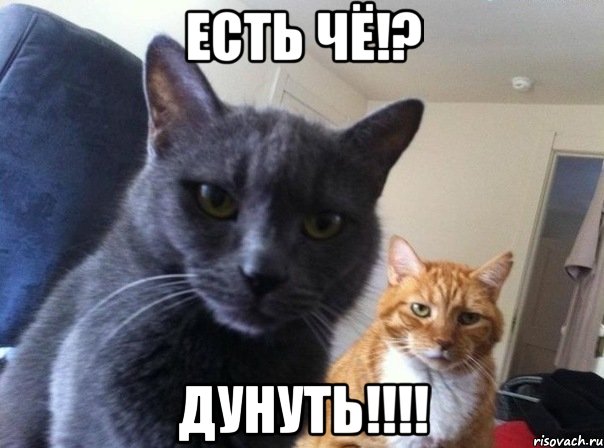 есть чё!? дунуть!!!, Мем  Два котэ