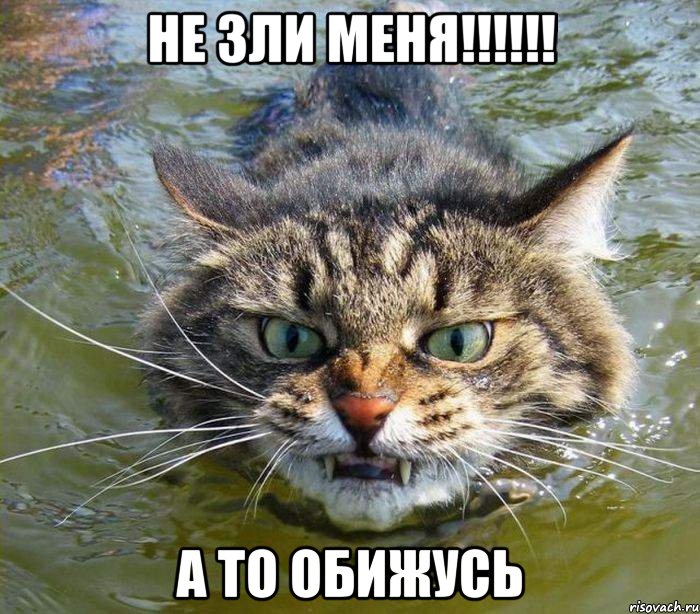 не зли меня!!! а то обижусь, Мем котэ