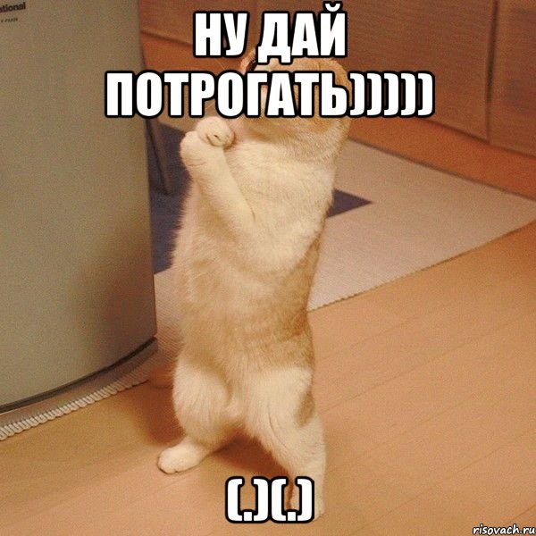 ну дай потрогать))))) (.)(.), Мем  котэ молится