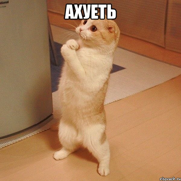 ахуеть , Мем  котэ молится