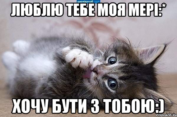 люблю тебе моя мері:* хочу бути з тобою:), Мем  котенок