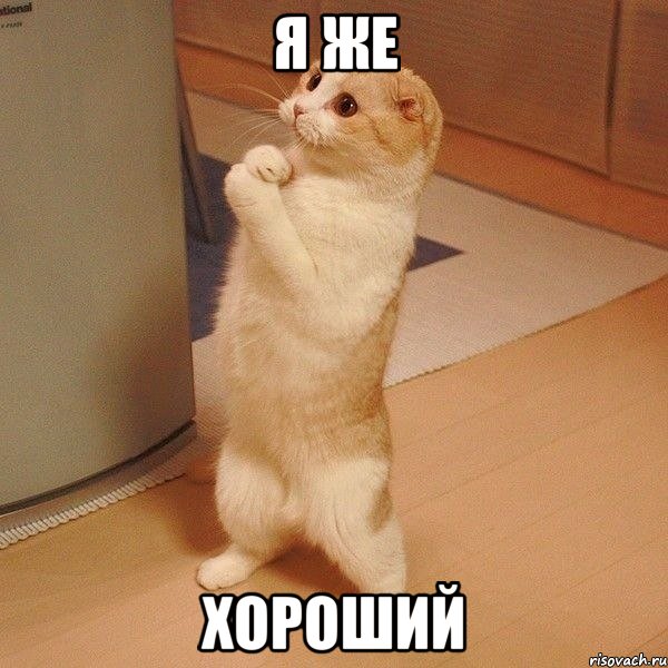 я же хороший, Мем  котэ молится