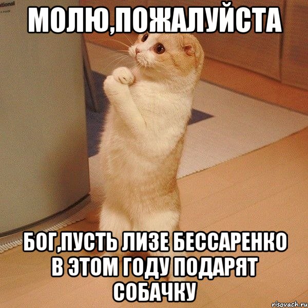 молю,пожалуйста бог,пусть лизе бессаренко в этом году подарят собачку, Мем  котэ молится