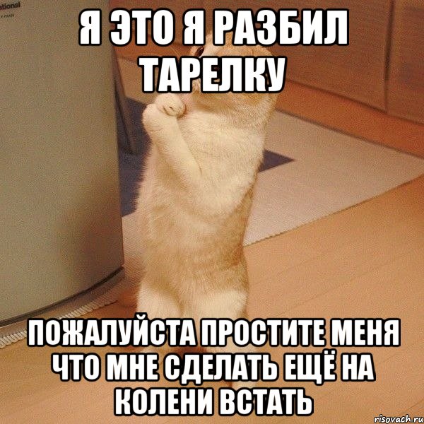 я это я разбил тарелку пожалуйста простите меня что мне сделать ещё на колени встать, Мем  котэ молится