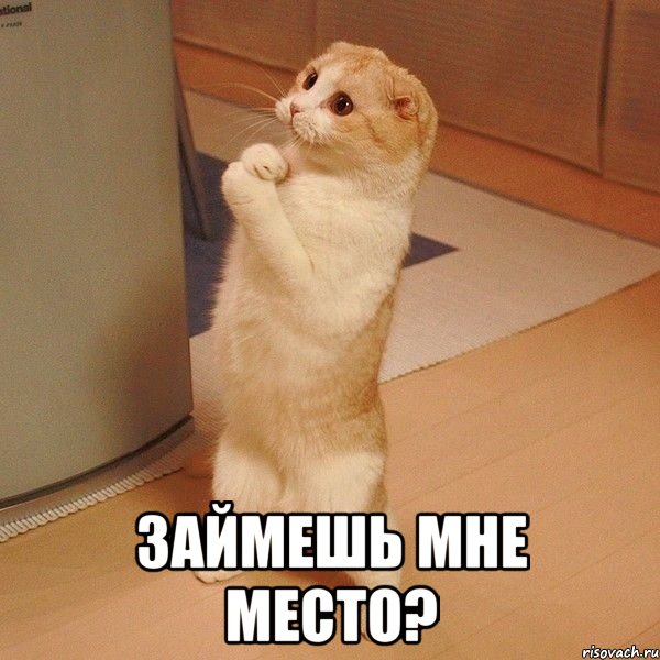  займешь мне место?, Мем  котэ молится