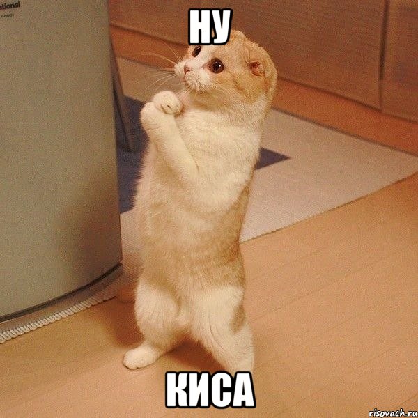 ну киса, Мем  котэ молится