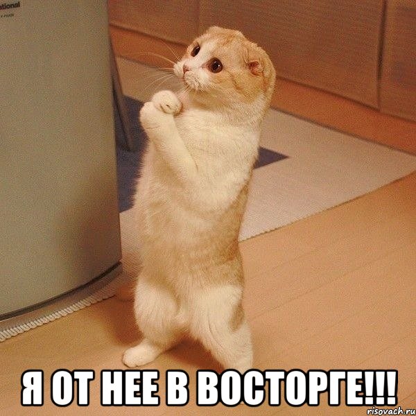  я от нее в восторге!!!, Мем  котэ молится