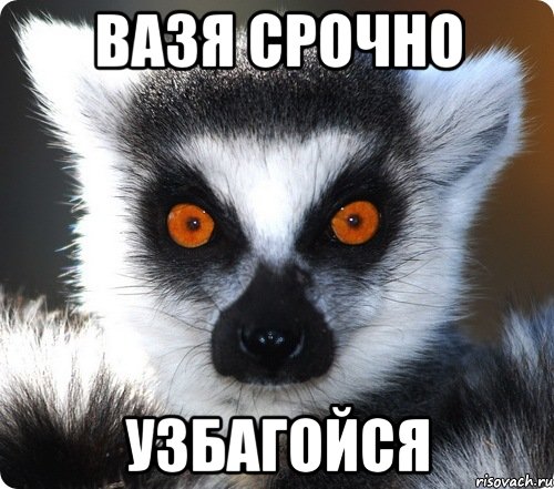 вазя срочно узбагойся