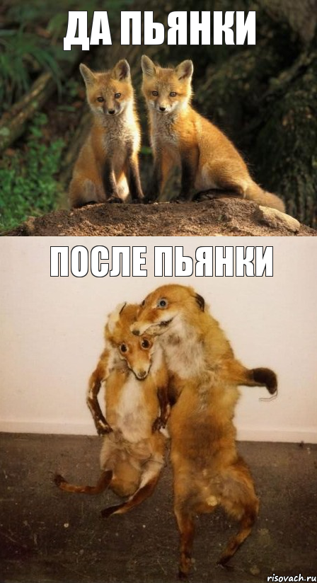 да пьянки после пьянки, Комикс Лисицы