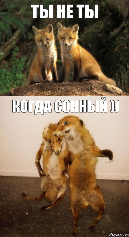 ты не ты когда сонный )), Комикс Лисицы