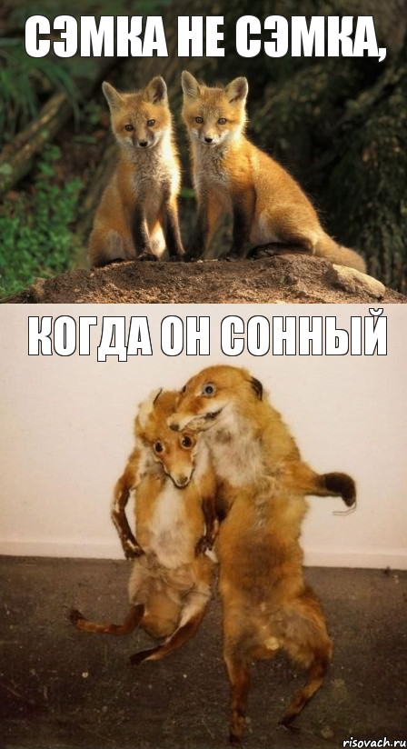 сэмка не сэмка, когда он сонный, Комикс Лисицы