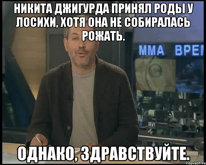 никита джигурда принял роды у лосихи, хотя она не собиралась рожать. однако, здравствуйте., Мем Однако Здравствуйте