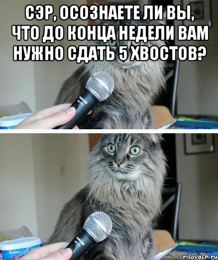 сэр, осознаете ли вы, что до конца недели вам нужно сдать 5 хвостов? , Комикс  кот с микрофоном