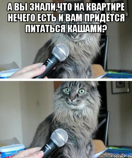 а вы знали,что на квартире нечего есть и вам придётся питаться кашами? , Комикс  кот с микрофоном