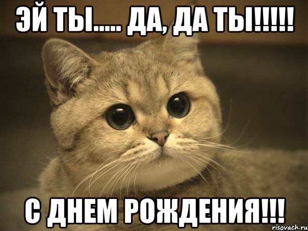 эй ты..... да, да ты!!! с днем рождения!!!, Мем Пидрила ебаная котик