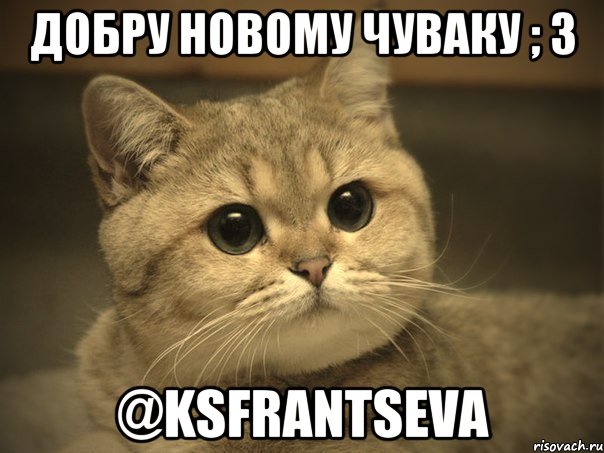 добру новому чуваку ; 3 @ksfrantseva, Мем Пидрила ебаная котик