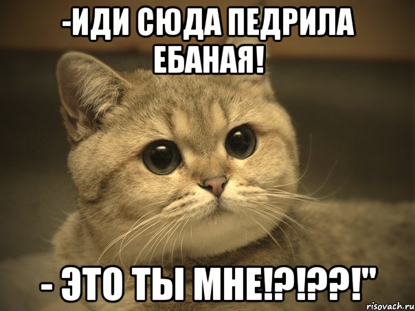 -иди сюда педрила ебаная! - это ты мне!?!??!", Мем Пидрила ебаная котик