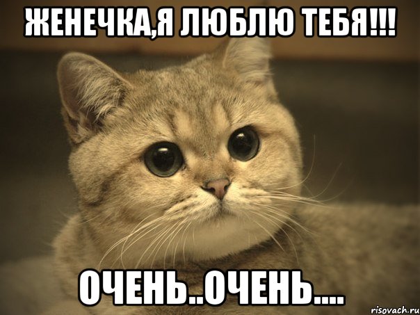 женечка,я люблю тебя!!! очень..очень...., Мем Пидрила ебаная котик