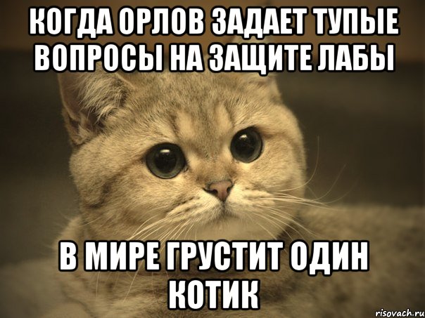 когда орлов задает тупые вопросы на защите лабы в мире грустит один котик, Мем Пидрила ебаная котик