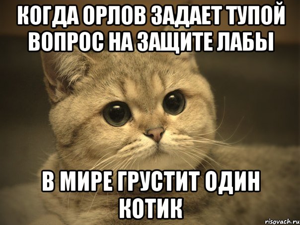 когда орлов задает тупой вопрос на защите лабы в мире грустит один котик, Мем Пидрила ебаная котик