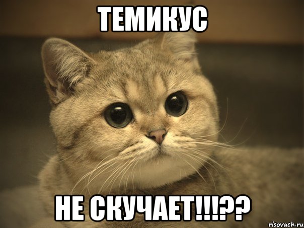 темикус не скучает!!!??, Мем Пидрила ебаная котик