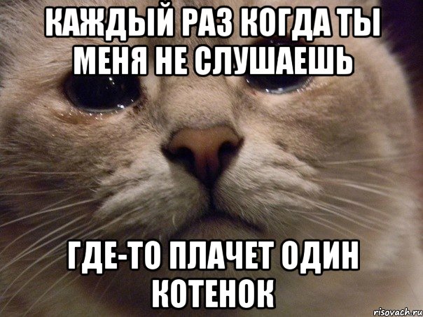 каждый раз когда ты меня не слушаешь где-то плачет один котенок, Мем   В мире грустит один котик