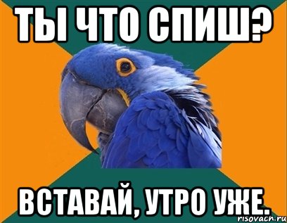 ты что спиш? вставай, утро уже., Мем Попугай параноик