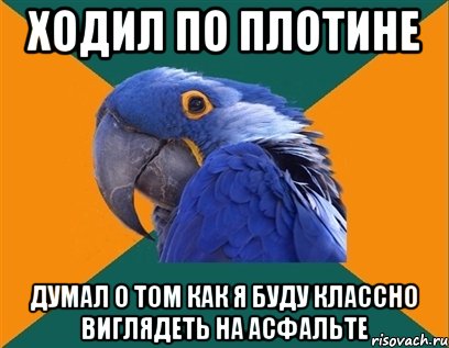 ходил по плотине думал о том как я буду классно виглядеть на асфальте, Мем Попугай параноик