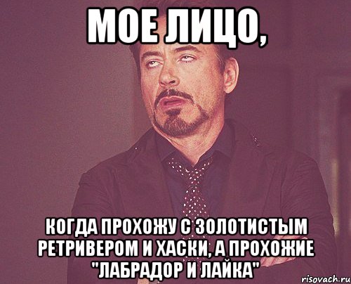 мое лицо, когда прохожу с золотистым ретривером и хаски, а прохожие "лабрадор и лайка", Мем твое выражение лица