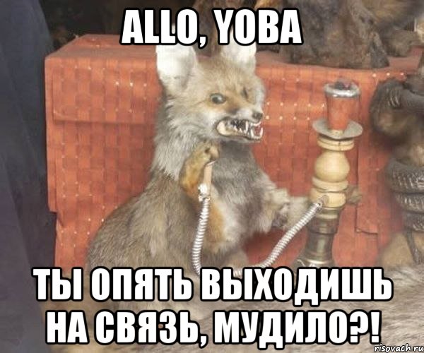 allo, yoba ты опять выходишь на связь, мудило?!, Мем Упоротый лис курит кальян