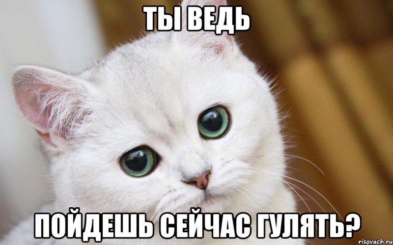 ты ведь пойдешь сейчас гулять?