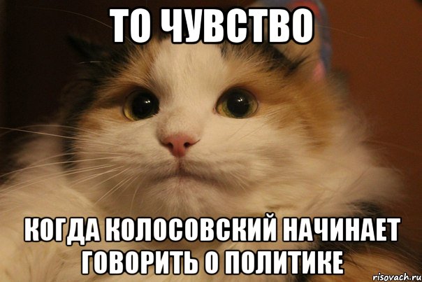 ТО ЧУВСТВО Когда Колосовский начинает говорить о политике, Мем  Кот в недоразумении