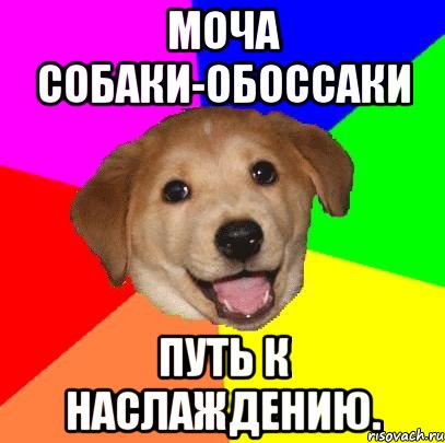 моча собаки-обоссаки путь к наслаждению., Мем Advice Dog