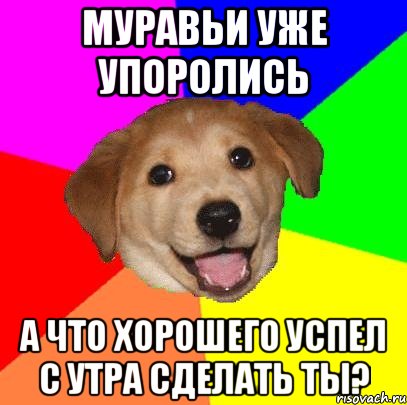 муравьи уже упоролись а что хорошего успел с утра сделать ты?, Мем Advice Dog