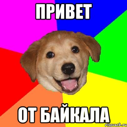 привет от байкала, Мем Advice Dog