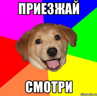Приезжай Смотри, Мем Advice Dog