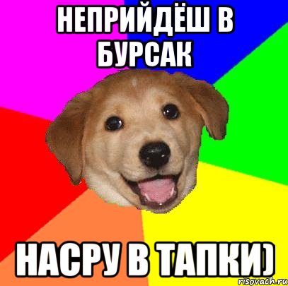 неприйдёш в бурсак насру в тапки), Мем Advice Dog