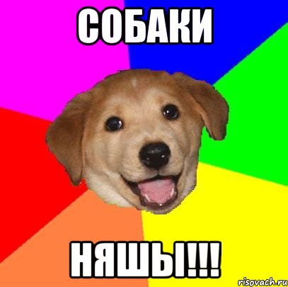 Собаки НЯШЫ!!!, Мем Advice Dog